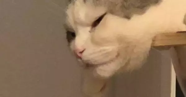 キャットタワーに何かいると思ったら、ネコが…想像以上に『謎の生物』な光景に３万いいね「UMAかと思ったｗ」「電車で声出して笑った」