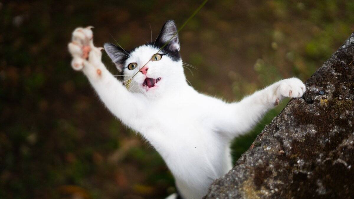 猫にまつわる『都市伝説・言い伝え』6選　本当に起こるの？囁かれるようになった理由も
