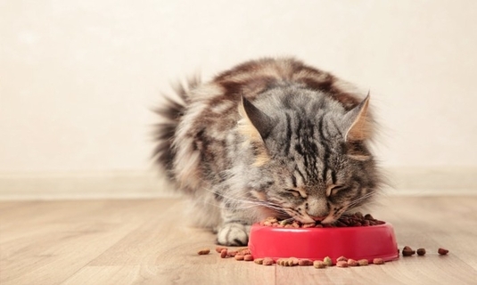 猫がごはんを食べた直後に『吐き戻し』を起こす理由3つ　減らすための予防策や戻したときの対処法