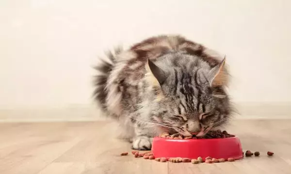 猫がごはんを食べた直後に『吐き戻し』を起こす理由3つ　減らすための予防策や戻したときの対処法