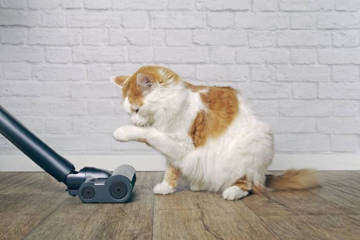 猫がごはんを食べた直後に『吐き戻し』を起こす理由3つ　減らすための予防策や戻したときの対処法