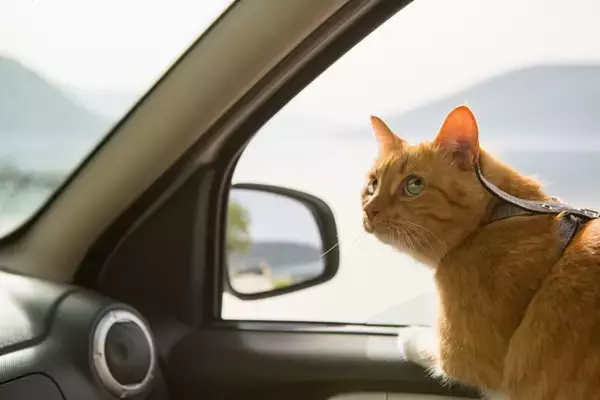 猫を『旅行』に連れて行っても大丈夫？考慮すべき3つのポイントや移動時の注意点
