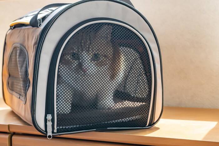猫を『旅行』に連れて行っても大丈夫？考慮すべき3つのポイントや移動時の注意点
