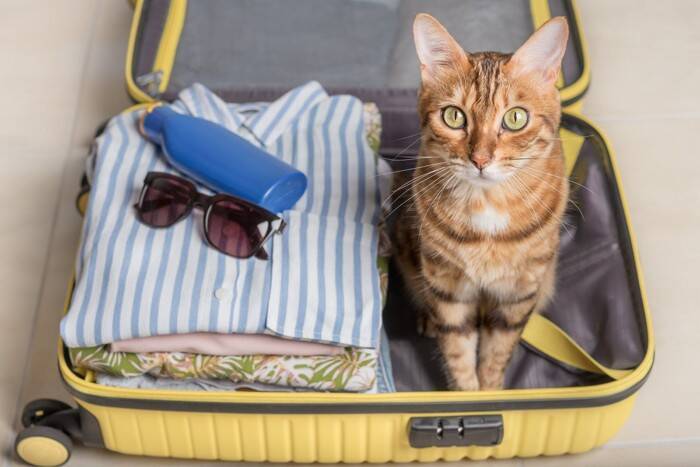猫を『旅行』に連れて行っても大丈夫？考慮すべき3つのポイントや移動時の注意点