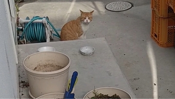 突然庭に現れ鳴きつづける野良猫→『保護しましょうか？』と声をかけた結果…まさかすぎる展開に反響続々「幸せになって」「全てが可愛い」