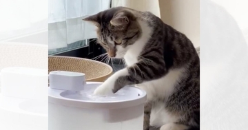 『自動給水機に興味津々な猫』を見ていると…思わず笑っちゃう『可愛い行動』に２万いいね「入りたいのかなｗ」「飲めてないね～ｗ」