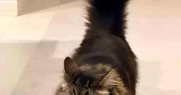 キッチンのほうから歩いてきた猫の『表情』を見たら……「やり遂げた感あるｗ」笑ってしまう光景に１万いいね「尻尾立てて上機嫌ｗ」