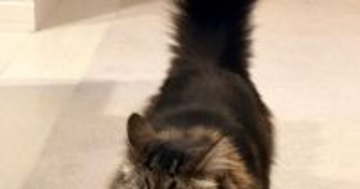 キッチンのほうから歩いてきた猫の『表情』を見たら……「やり遂げた感あるｗ」笑ってしまう光景に１万いいね「尻尾立てて上機嫌ｗ」