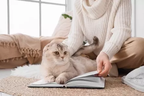 猫が『やきもち』を焼いているときのサイン5選　起こりやすいシーンや対処法まで解説