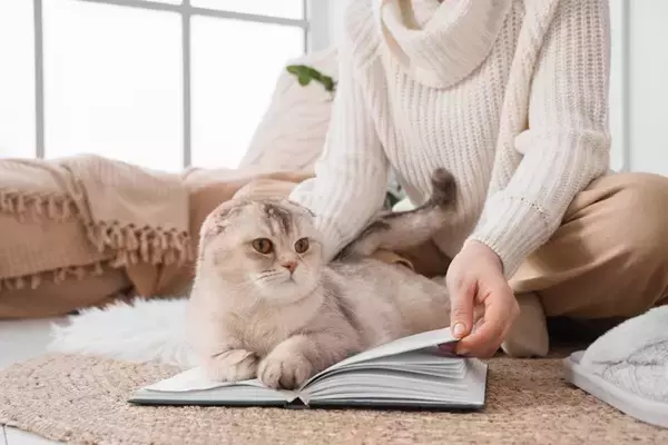 猫が『やきもち』を焼いているときのサイン5選　起こりやすいシーンや対処法まで解説