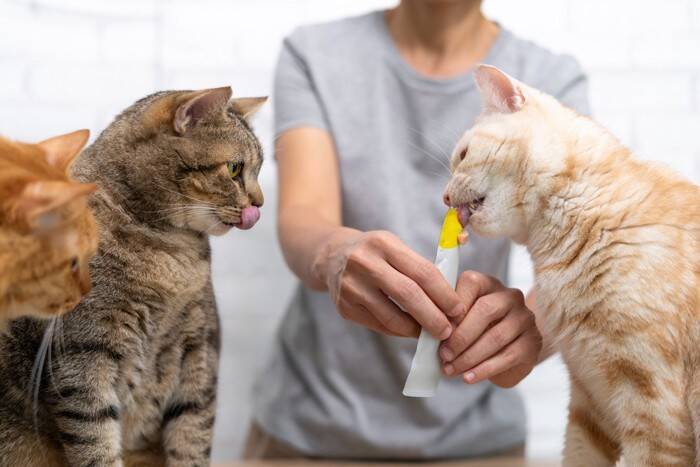猫が『やきもち』を焼いているときのサイン5選　起こりやすいシーンや対処法まで解説
