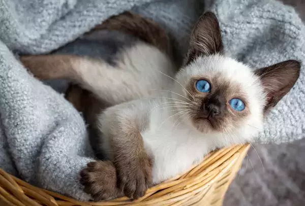 『飼うのが難しい』といわれている猫種5選　それぞれの性格から飼い主に必要な心得まで