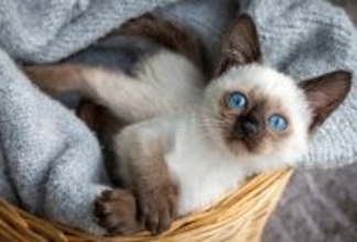 『飼うのが難しい』といわれている猫種5選　それぞれの性格から飼い主に必要な心得まで