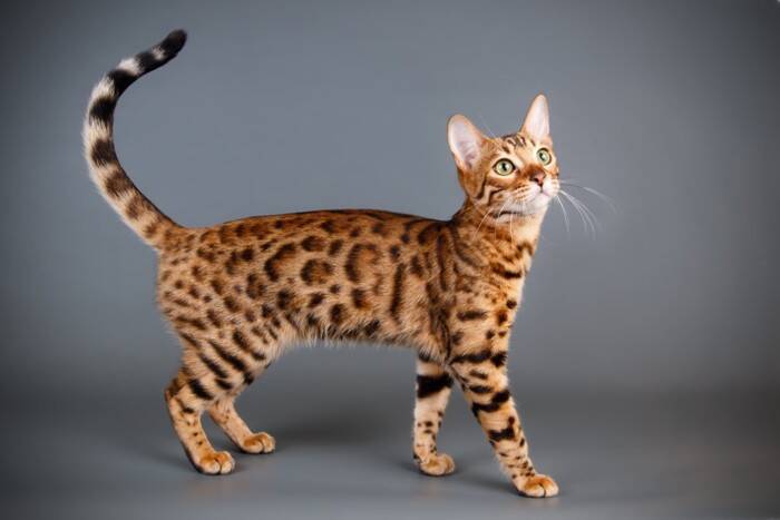 『飼うのが難しい』といわれている猫種5選　それぞれの性格から飼い主に必要な心得まで
