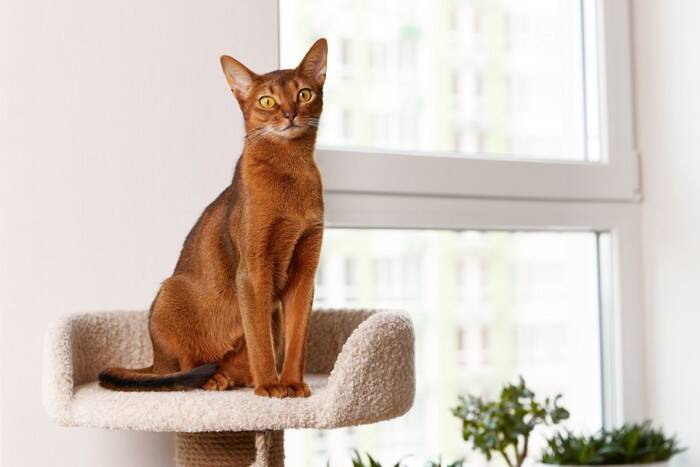 『飼うのが難しい』といわれている猫種5選　それぞれの性格から飼い主に必要な心得まで