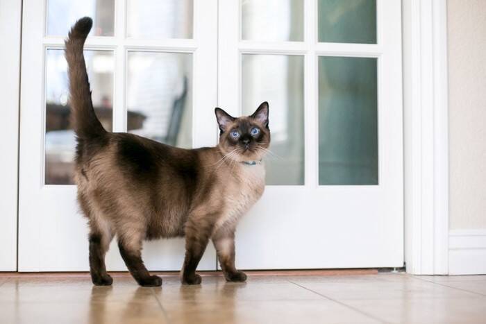 『飼うのが難しい』といわれている猫種5選　それぞれの性格から飼い主に必要な心得まで