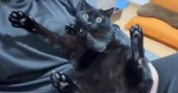 おしりをなでなでされていることに『気づいた黒猫』…まさかの『豹変ぶり』に40万いいね「すごい固まり方してるｗ」「人生で一番面白かった」