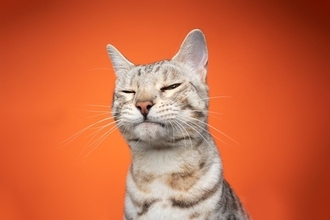 猫のことが好きすぎると『ついやりがちなNG行為』5つ　控えるべき理由や適切な距離感まで