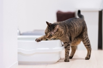 猫が『下痢』をしたときに疑うべき原因4つ　注意が必要な症状や受診の目安まで解説