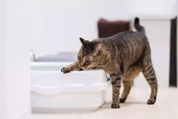 猫が『下痢』をしたときに疑うべき原因4つ　注意が必要な症状や受診の目安まで解説