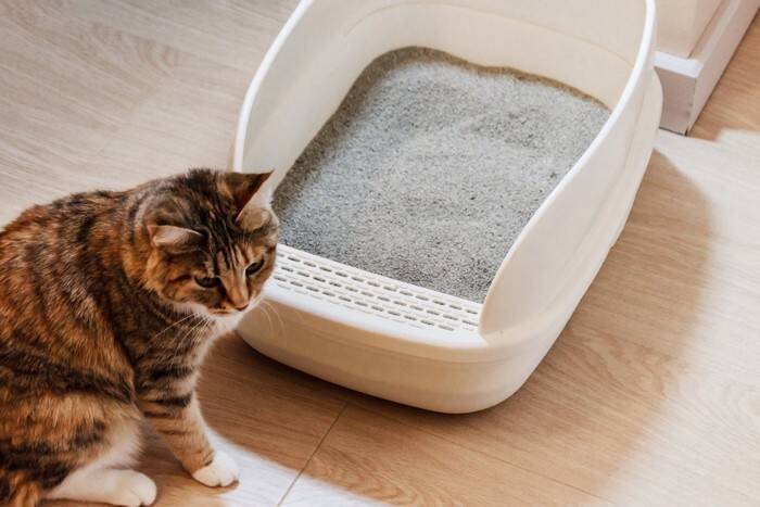 猫が『下痢』をしたときに疑うべき原因4つ　注意が必要な症状や受診の目安まで解説