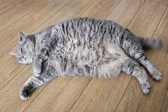 猫の『良い飼い方』と『ダメな飼い方』で異なるポイント5つ　愛猫の幸せを左右する分かれ道とは…？