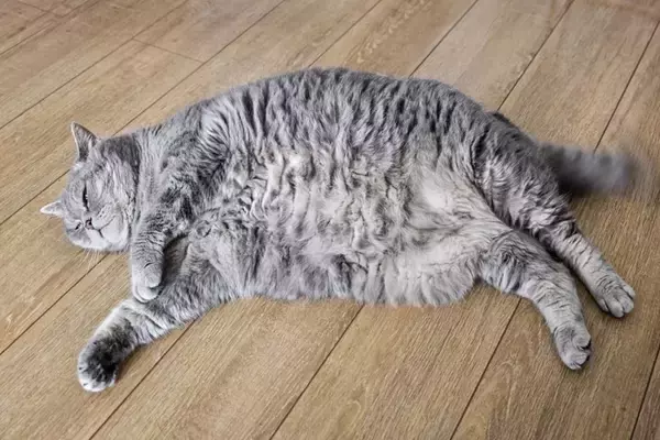 猫の『良い飼い方』と『ダメな飼い方』で異なるポイント5つ　愛猫の幸せを左右する分かれ道とは…？