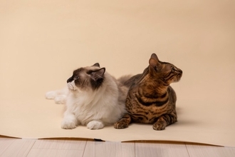 仲良しだった猫が『急に険悪になった』ときの理由3つ　仲直りさせる方法や関係がこじれたときの対処法
