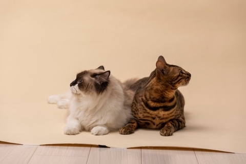 仲良しだった猫が『急に険悪になった』ときの理由3つ　仲直りさせる方法や関係がこじれたときの対処法