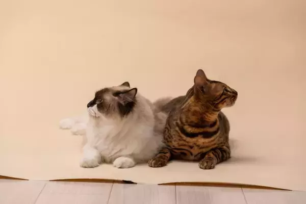 仲良しだった猫が『急に険悪になった』ときの理由3つ　仲直りさせる方法や関係がこじれたときの対処法