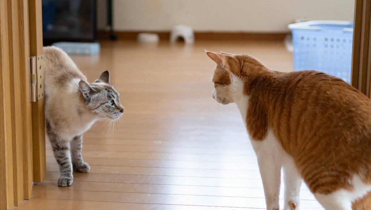 仲良しだった猫が『急に険悪になった』ときの理由3つ　仲直りさせる方法や関係がこじれたときの対処法