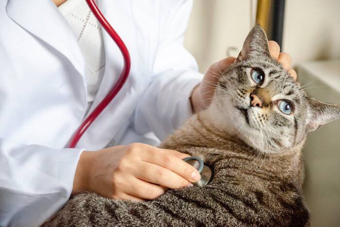 猫にとって『ティッシュ』が魅力的な理由4つ　遊びたがるのはどうして？イタズラ対策のコツも