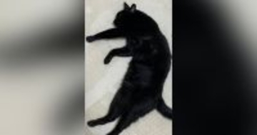 床でくつろいでいた黒猫が『漢字』に見えてきて…横に文字を書いてみた結果→素敵な光景に16万いいね「芸術作品」「お見事」と大絶賛