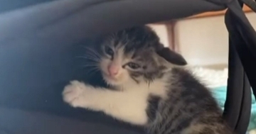 出勤途中で『車に轢かれそうになっていた子猫』を保護…少しずつ『変化していく様子』に涙が出ると26万再生「ありがとう」「助かって良かった」