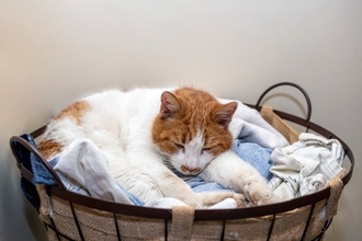 猫が飼い主の『洋服の上』で寝る理由5つ　わざわざ乗りたがる心理から抜け毛対策のコツまで