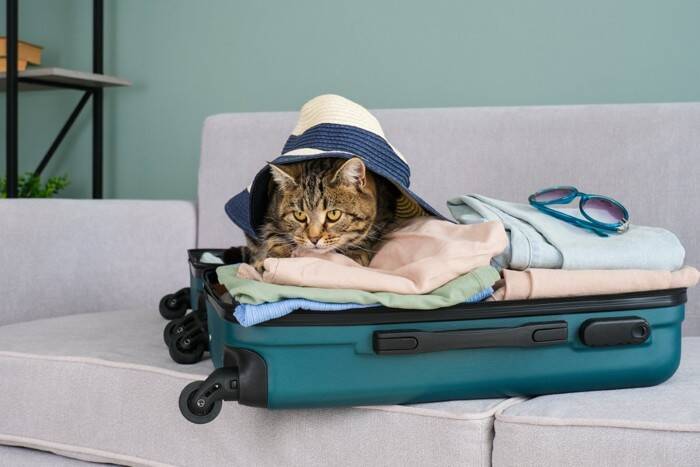 猫が飼い主の『洋服の上』で寝る理由5つ　わざわざ乗りたがる心理から抜け毛対策のコツまで