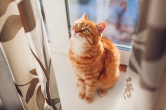 猫が『カーテン登り』をしたがる理由4つ　防ぐための対策方法や正しいやめさせ方