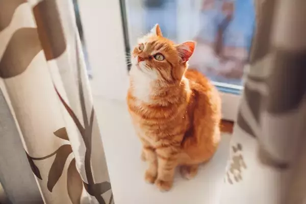 猫が『カーテン登り』をしたがる理由4つ　防ぐための対策方法や正しいやめさせ方
