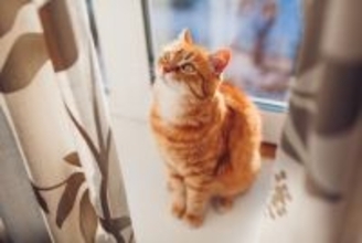 猫が『カーテン登り』をしたがる理由4つ　防ぐための対策方法や正しいやめさせ方