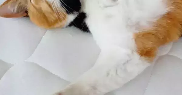 仰向けの状態で『熟睡していた三毛猫』→顔を見たら……思わず笑みがこぼれる『尊い光景』に「幸せそう」「かわいいｗ」とSNSで反響