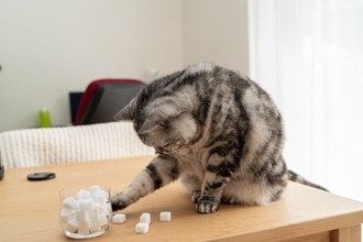猫がやりがちな『イタズラ』3選　ついやってしまう理由や止めさせる方法まで