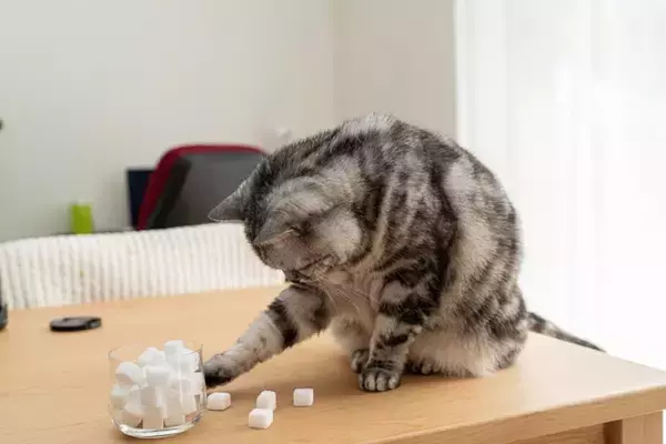 猫がやりがちな『イタズラ』3選　ついやってしまう理由や止めさせる方法まで