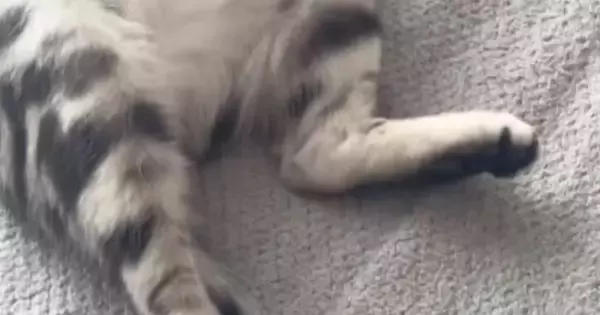 絨毯の上で『お昼寝していた猫』→お腹を天井に向けて…とっても無防備な寝姿に「可愛すぎて涙が出る」「たまらん」と悶絶の声続出