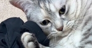 床に落ちている『お兄ちゃんのアームカバー』を見つけた猫…まさかの展開に笑う人が続出「赤ちゃんみたいなｗ」「かわいいｗ」と21万再生