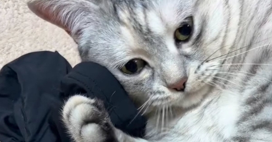 床に落ちている『お兄ちゃんのアームカバー』を見つけた猫…まさかの展開に笑う人が続出「赤ちゃんみたいなｗ」「かわいいｗ」と21万再生