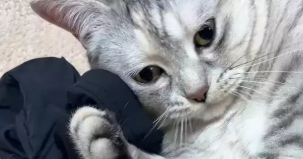 床に落ちている『お兄ちゃんのアームカバー』を見つけた猫…まさかの展開に笑う人が続出「赤ちゃんみたいなｗ」「かわいいｗ」と21万再生