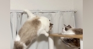 カーテンレールにしがみつく猫→少し離れたキャットタワーへ移ろうとして…「声出たｗ」「めちゃめちゃ笑った」まさかの光景が35万再生