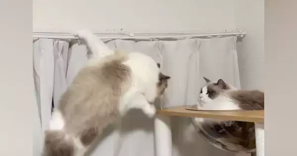 カーテンレールにしがみつく猫→少し離れたキャットタワーへ移ろうとして…「声出たｗ」「めちゃめちゃ笑った」まさかの光景が35万再生