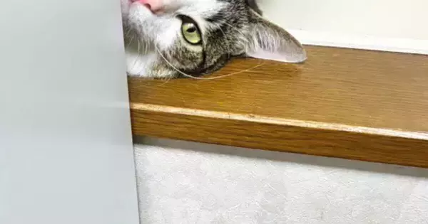窓際からひょっこり顔を出した猫→『表情』が……キュンとくる光景に「おしゃれな雑誌の表紙にありそう」「きゃたまらん」と反響