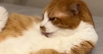 忙しなく毛繕いをしていた猫→ゴロンと寝転がったと思ったら、次の瞬間『まさかの光景』に８万いいね「チャムチャムがまた良い」「羨ましいｗ」